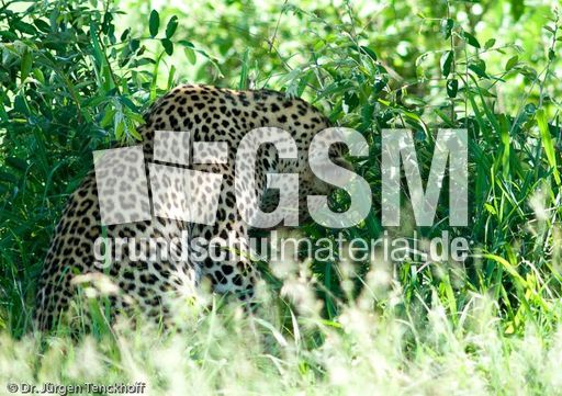 leopard (42 von 60).jpg